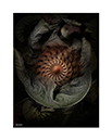 prints_0004