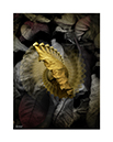 prints_0016